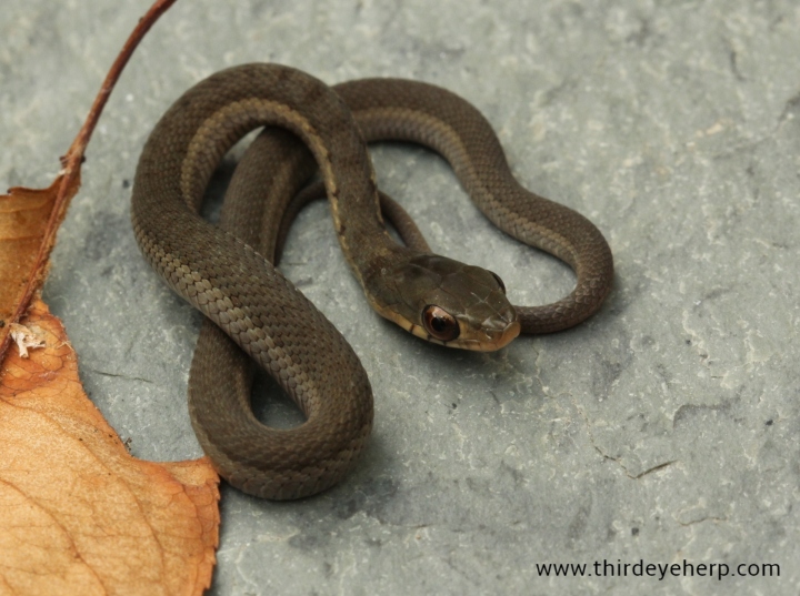 Eastern Garter Snake